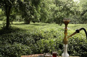 باغات چای