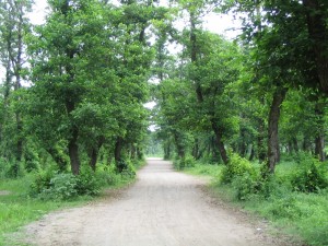 پارک جنگلی